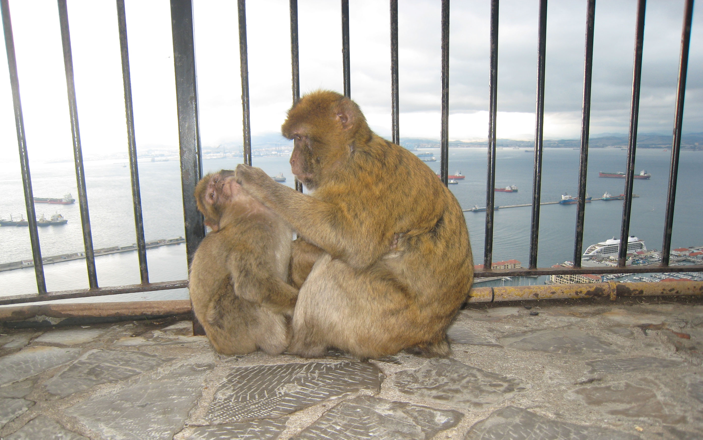 Gibraltar apene